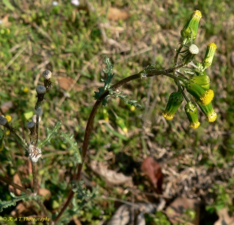 {Senecio vulgaris}